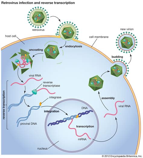 Cell Biology of Viral Infections .